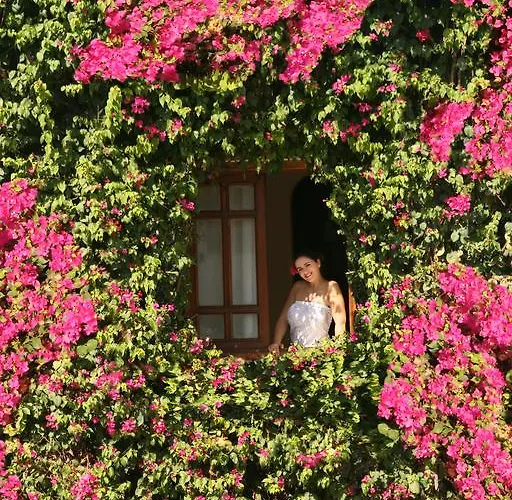 Mexicana